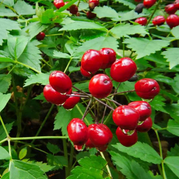 berberina