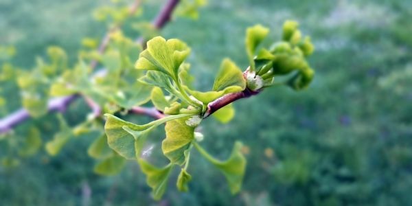 ¿Qué es el Ginkgo Biloba y cómo puede ayudarte a mejorar tu memoria y concentración?