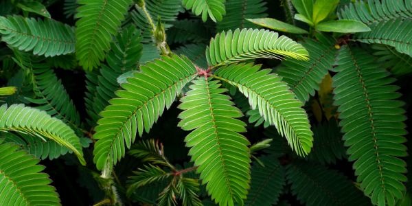 Tepezcohuite: el árbol de la piel que regenera heridas y quemaduras